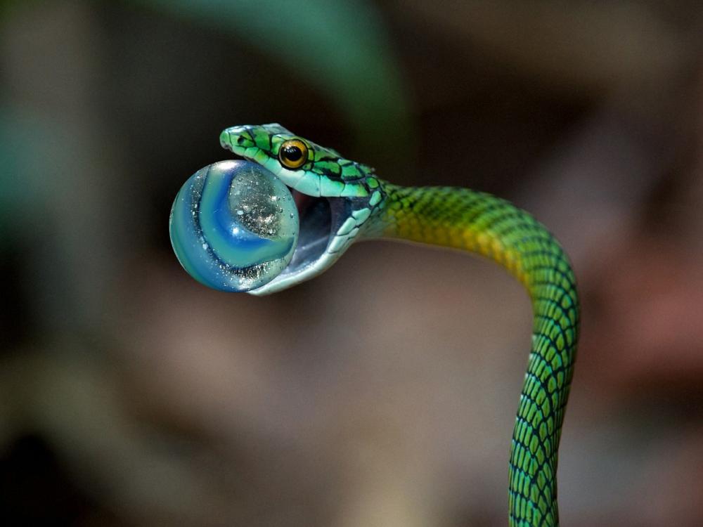 blue snake.jpg