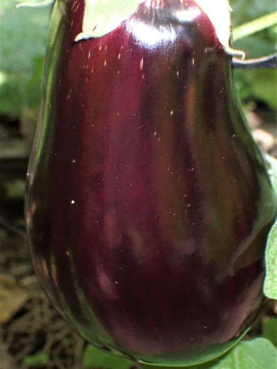 Eggplant1.JPG
