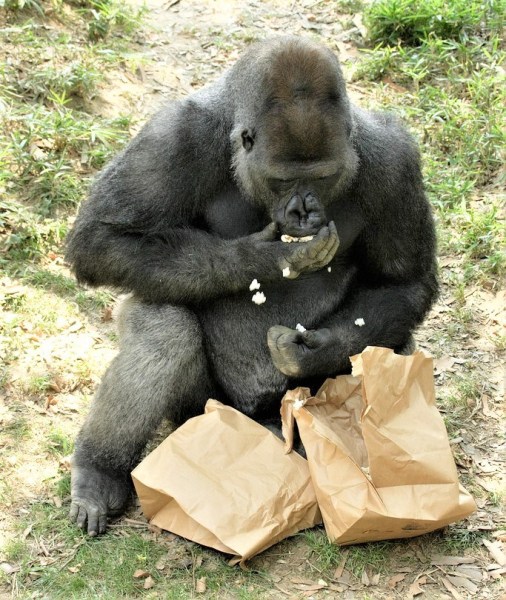 Gorilla popcorn final.jpg