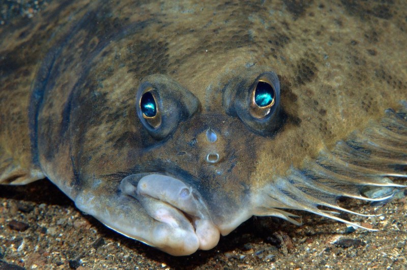 Flounder.jpg