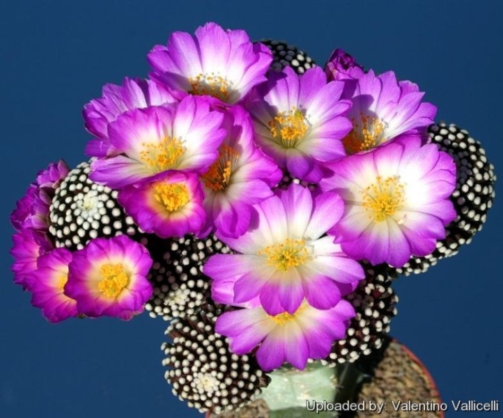 Mammillaria_luethyi_2579_l.jpg