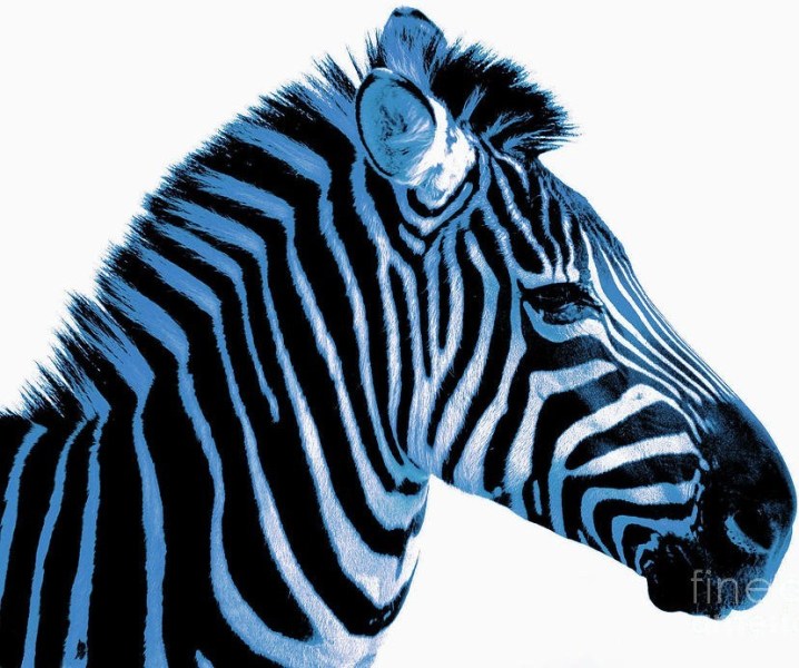Zebra blue.jpg