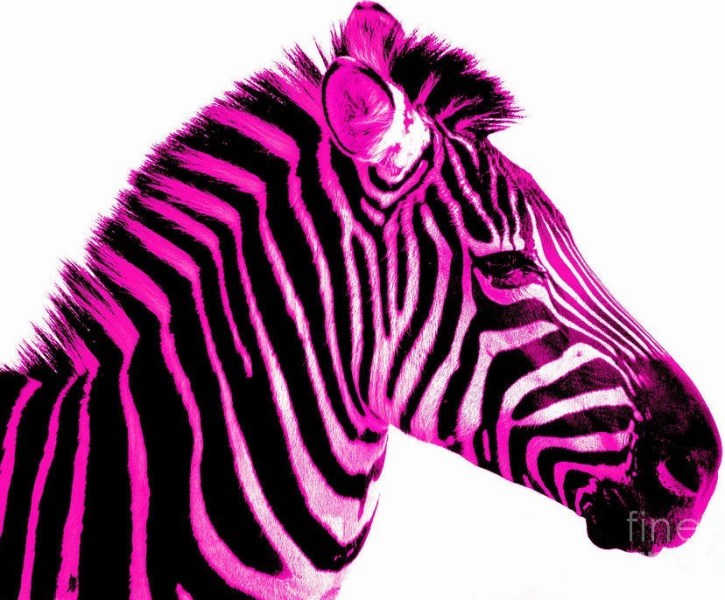 Zebra pink.jpg