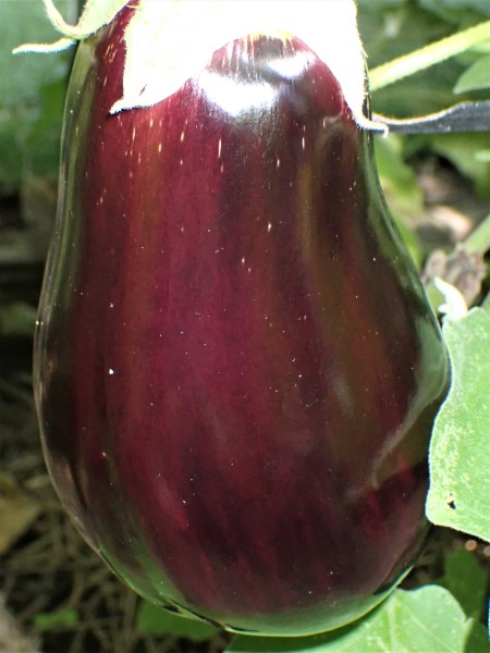 Eggplant.JPG