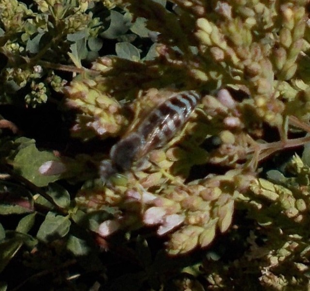 banded blue bee.JPG