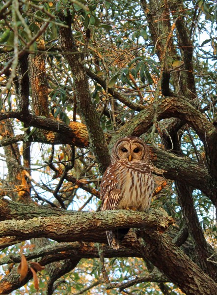 Owl_020625.jpg