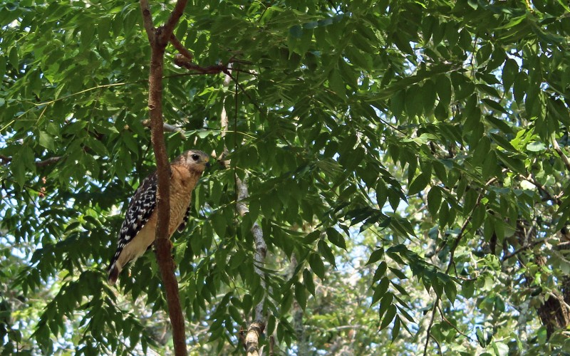Red Shouldered Hawk.jpg
