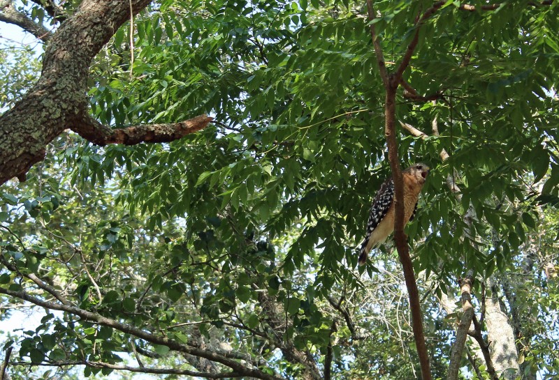 Red Shouldered Hawk 062025.jpg