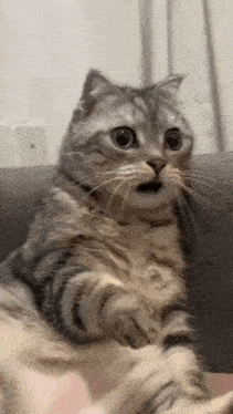 tenor.gif.5d746f04e43ce0541aac619ed03978ce.gif
