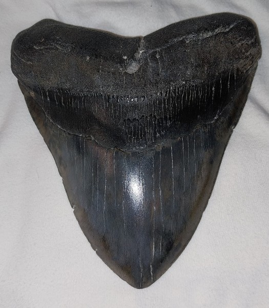 Megladon tooth 6+ inch 01.jpg