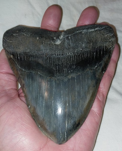 Megladon tooth 6+ inch 02.jpg