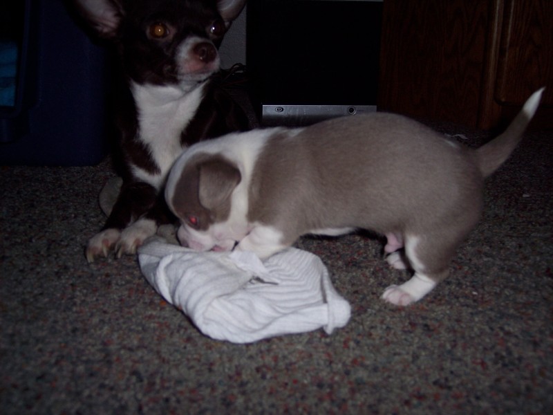 yum this sock stinks more than the pants.JPG